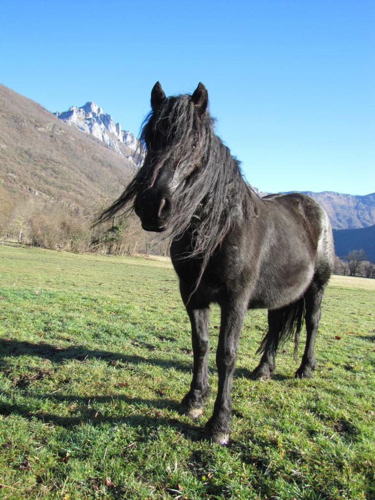 Chevaux (4) - comp