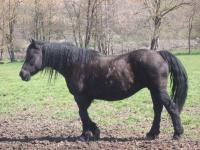 les-chevaux-7.jpg